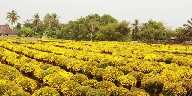 Làng hoa Tân Quy Đông right-1